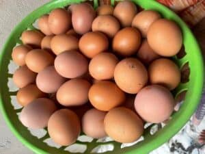Price of Crate of Eggs in Nigeria Today 2025 5 Price of Crate of Eggs in Nigeria Today