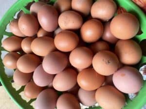 Price of Crate of Eggs in Nigeria Today 2025 4 Price of Crate of Eggs in Nigeria Today