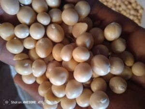 Price of Bambara Nuts (Okpa Seed) in Nigeria 2025 4 Price of Bambara Nuts in Nigeria today